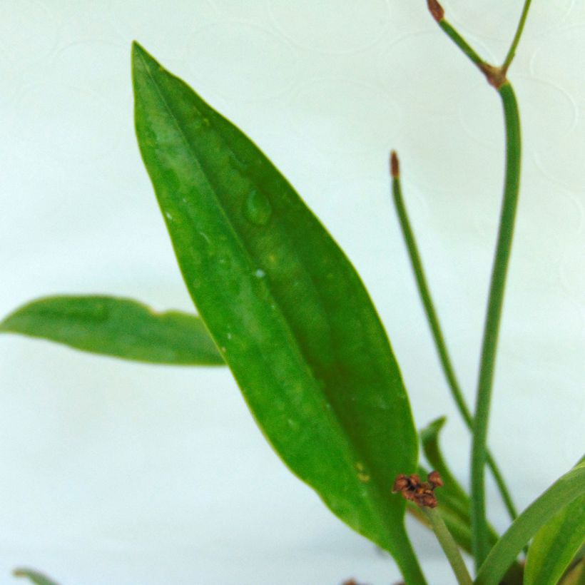 Sagittaire - Sagittaria sagittifolia Flore Pleno (Foliage)