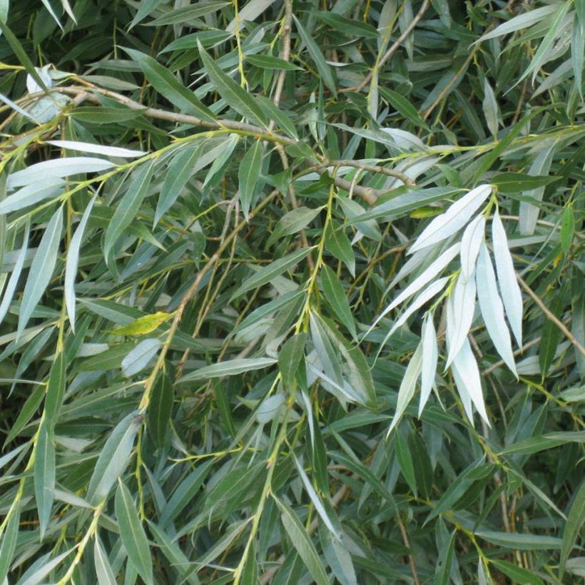 Salix alba - Saule blanc, argenté (Foliage)