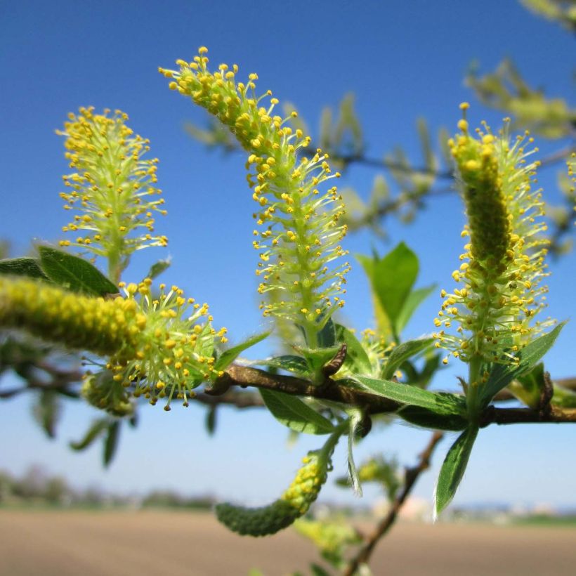 Salix alba - Saule blanc, argenté (Flowering)