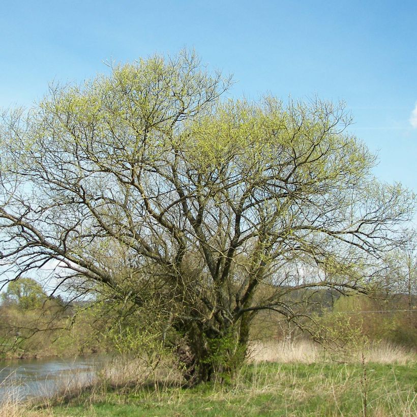 Salix alba - Saule blanc, argenté (Plant habit)