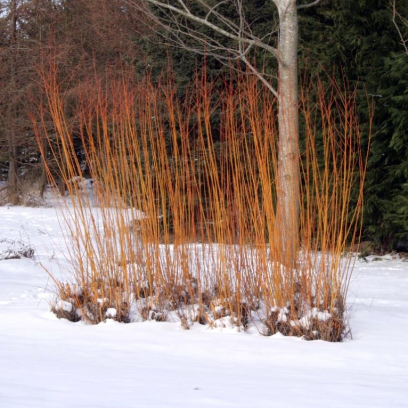 Salix alba Chermesina - Saule blanc - Osier rouge (Plant habit)
