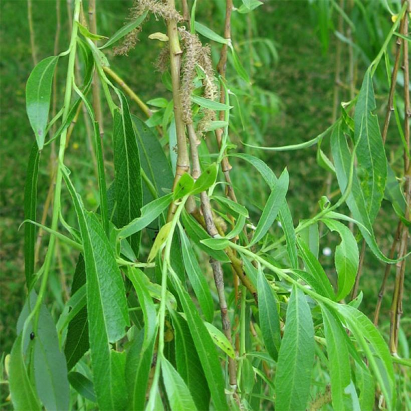 Saule pleureur - Salix alba Tristis (Foliage)
