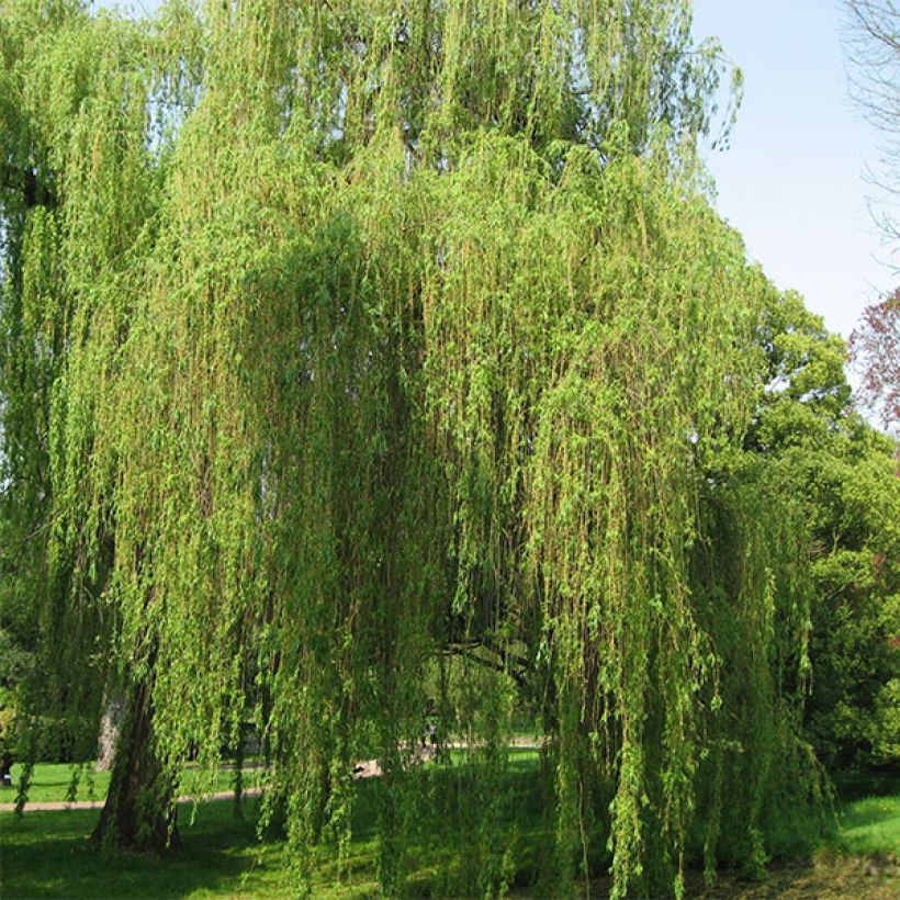 Saule pleureur - Salix alba Tristis (Plant habit)