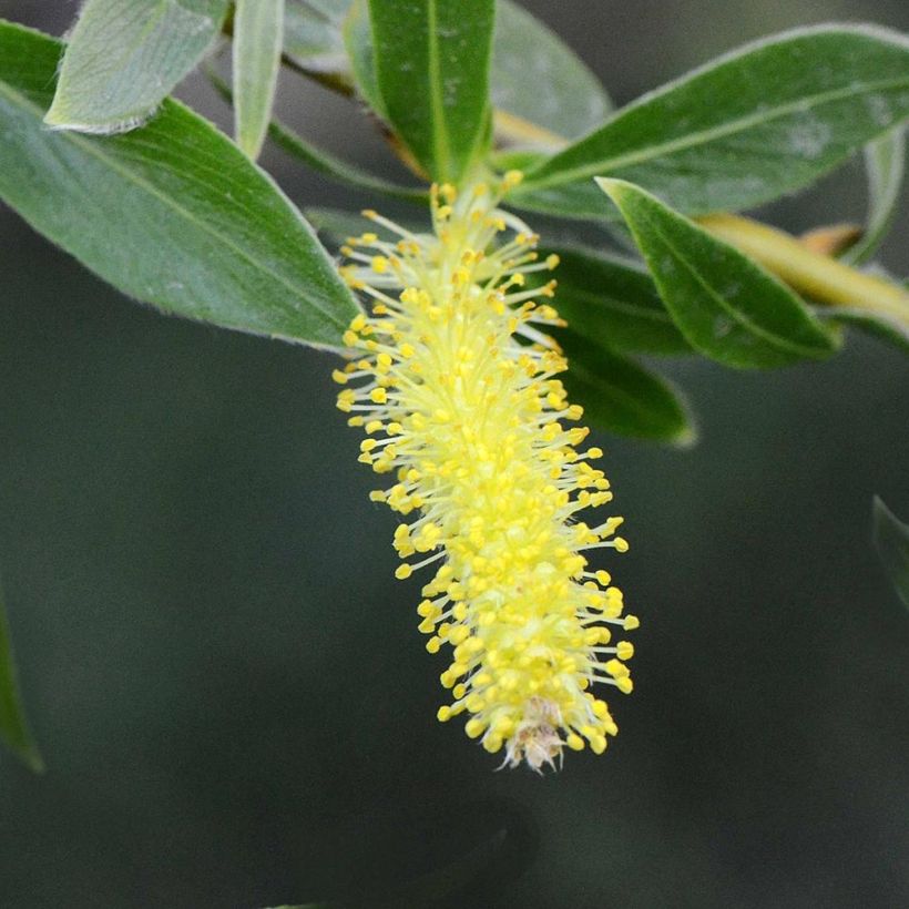 Salix alba Vitellina - Saule doré, amarine (Flowering)