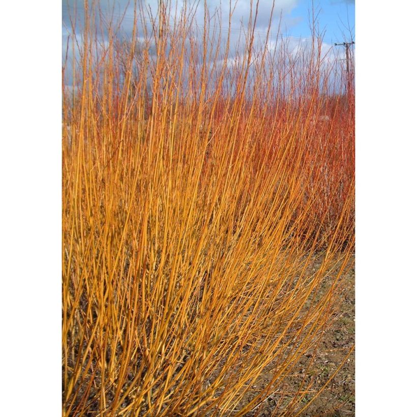 Salix alba Vitellina - Saule doré, amarine (Plant habit)