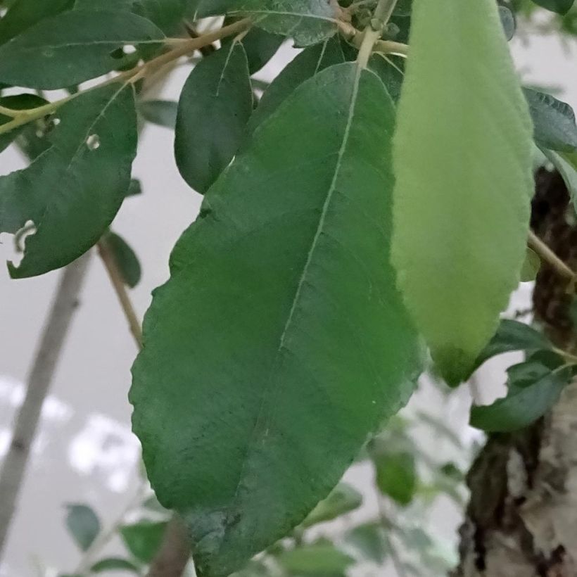 Salix caprea - Saule marsault (Foliage)