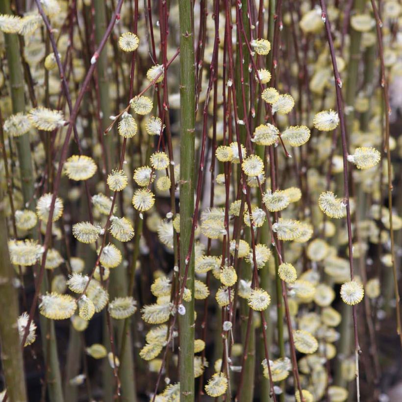 Salix caprea Kilmarnock - Saule marsault pleureur (Flowering)