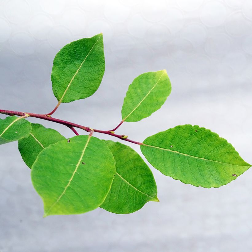 Salix caprea Kilmarnock - Saule marsault pleureur (Foliage)