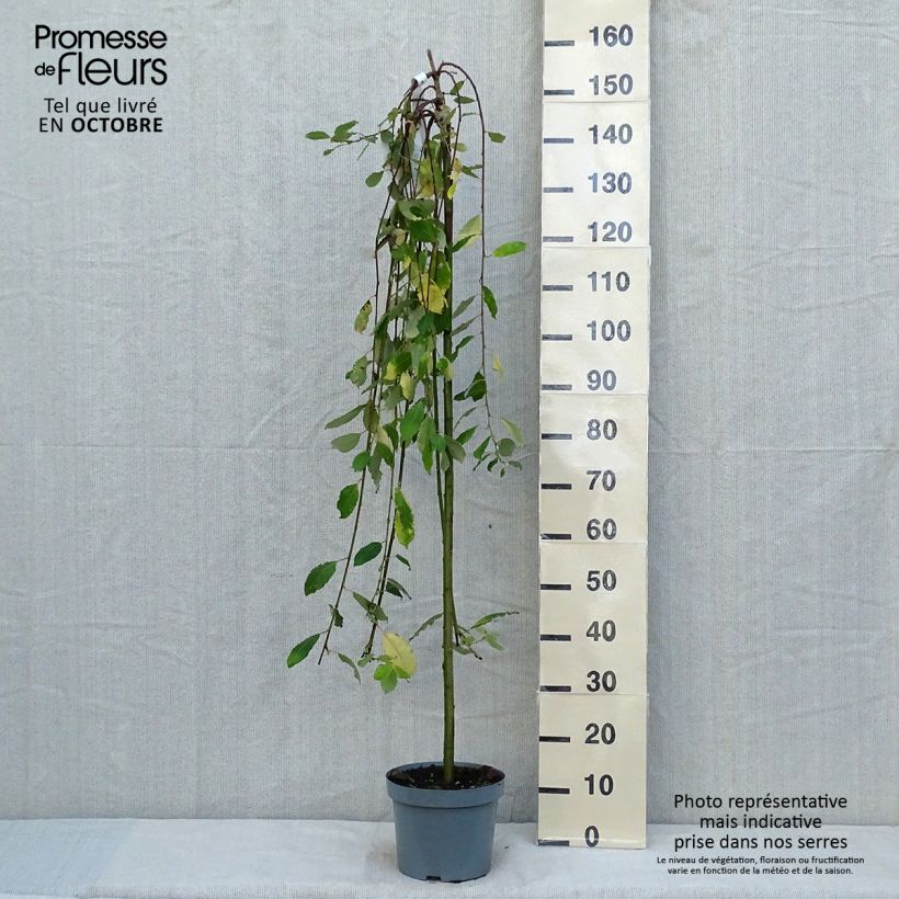 Example of Salix caprea Kilmarnock - Saule marsault pleureur Pot de 4L/5L, Tige as you get in automne