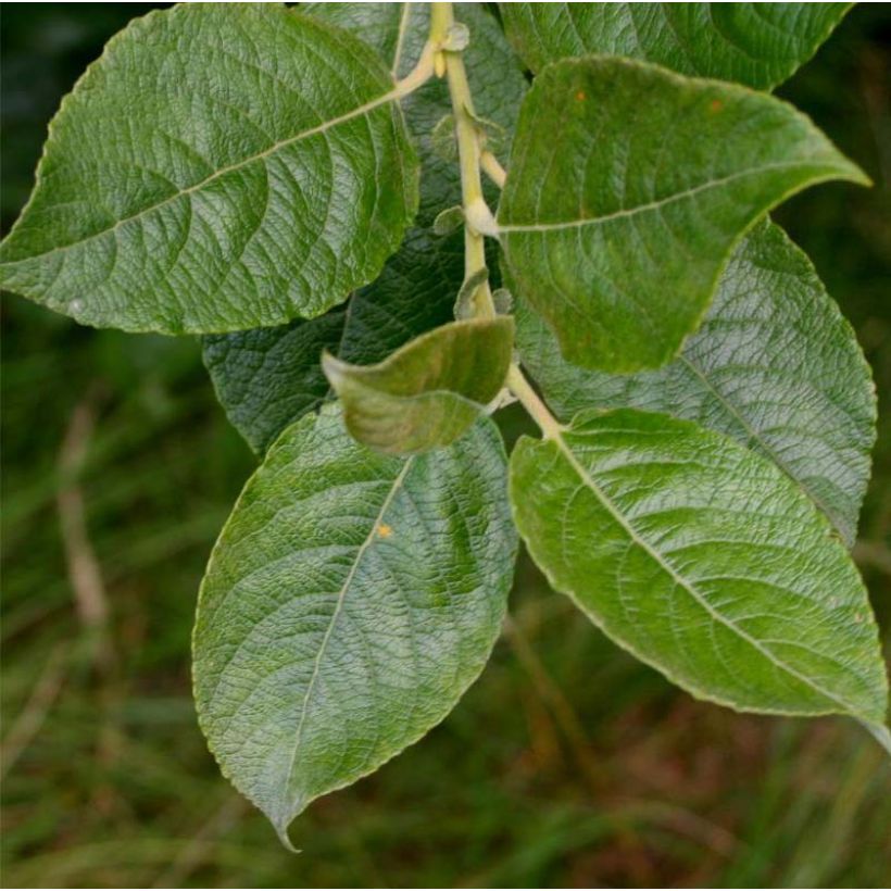 Salix cinerea - Saule cendré  (Foliage)