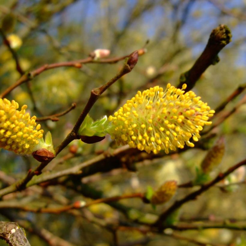 Salix cinerea - Saule cendré  (Flowering)