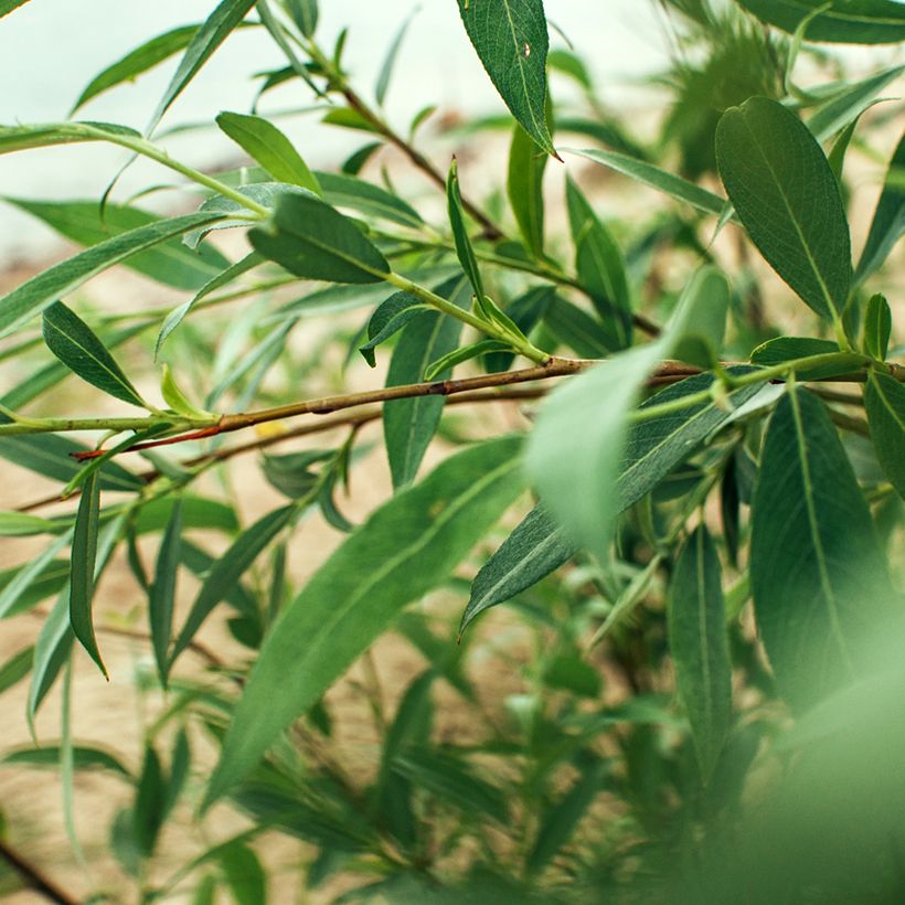 Salix fragilis - Saule fragile (Foliage)