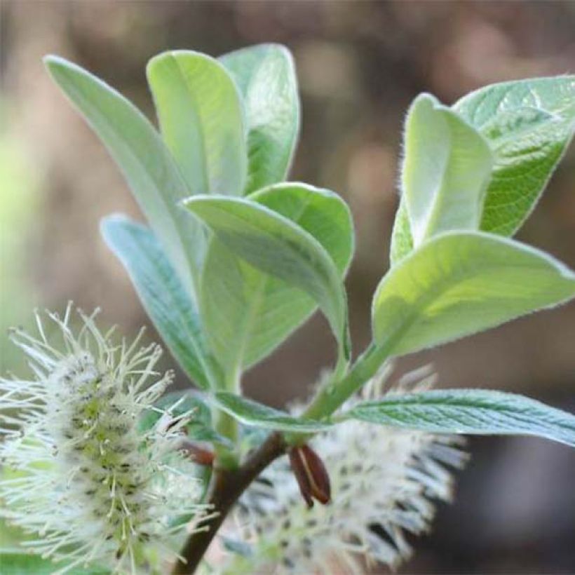 Salix helvetica - Saule de Suisse (Foliage)