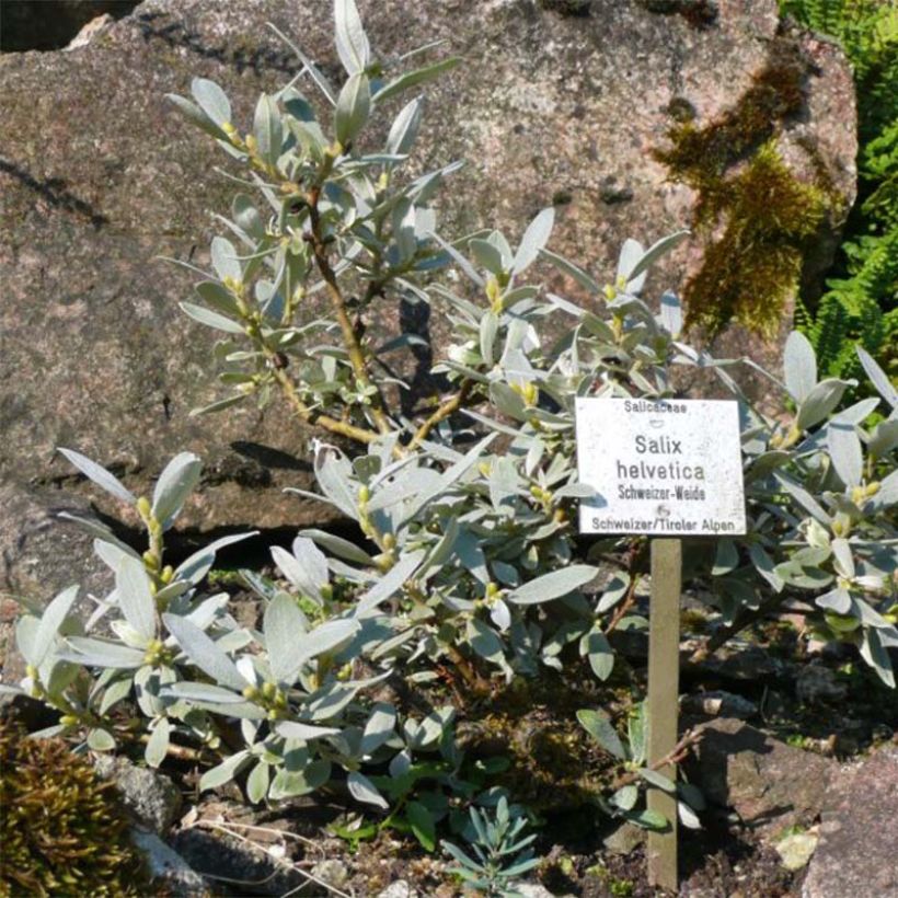 Salix helvetica - Saule de Suisse (Plant habit)
