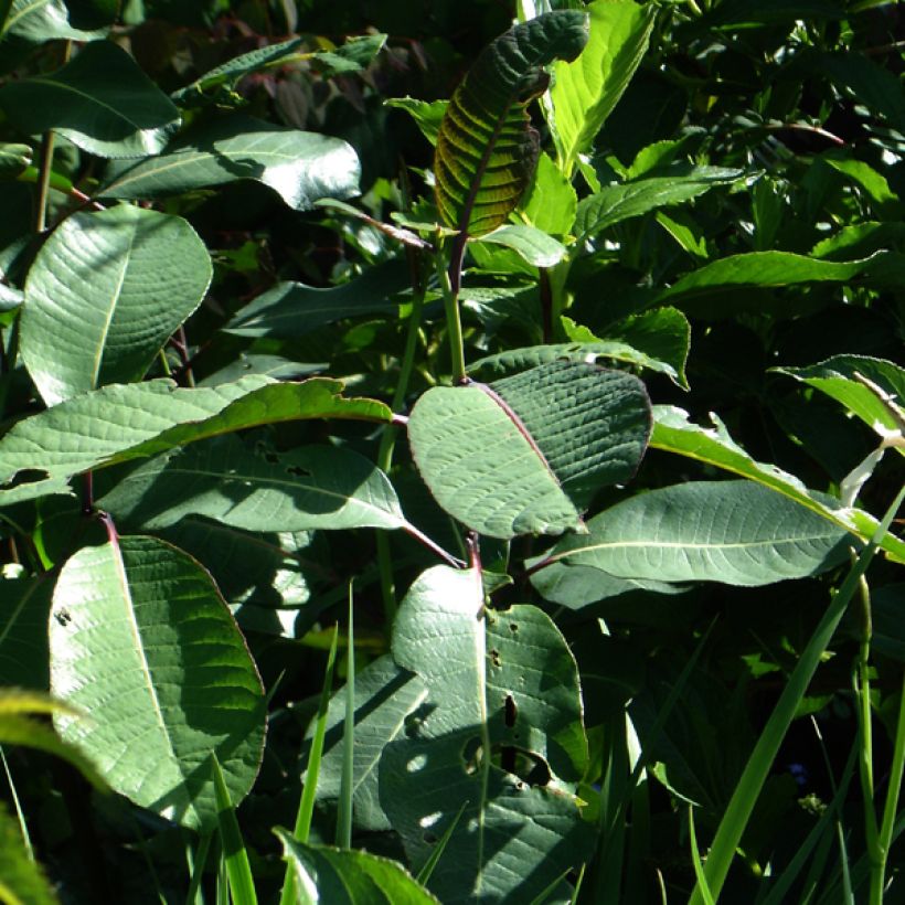 Saule magnifique - Salix magnifica (Foliage)