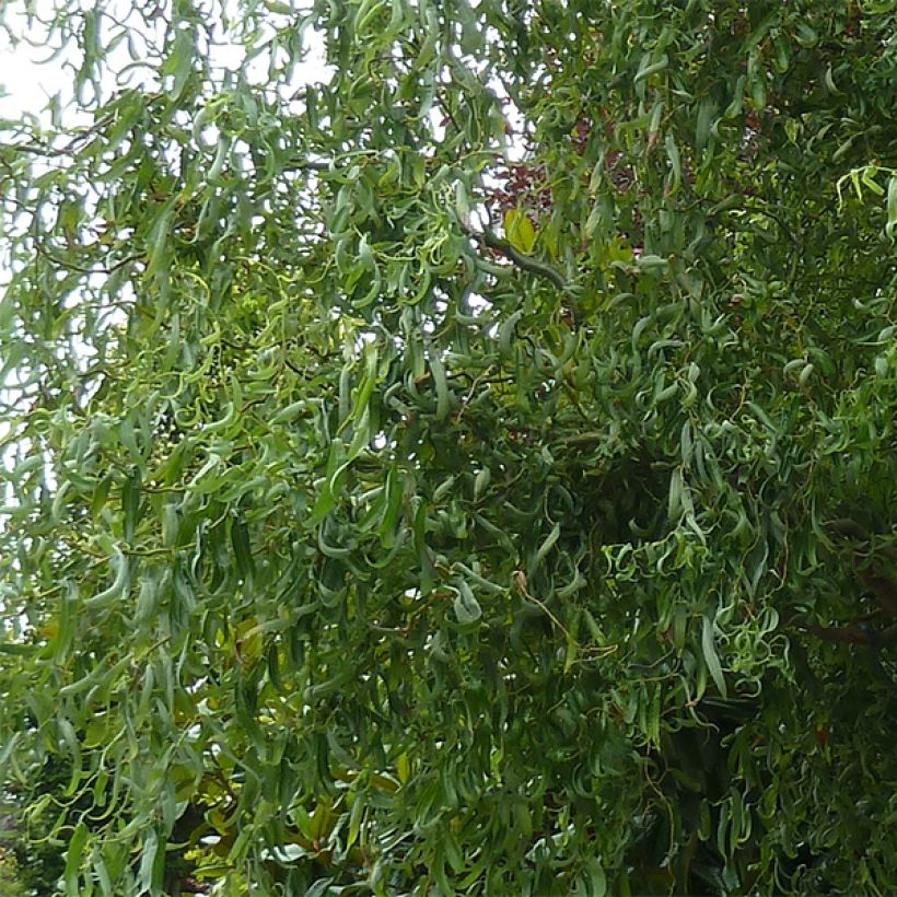 Saule de Pékin tortueux - Salix matsudana (babylonica) Tortuosa (Foliage)