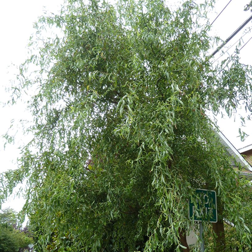 Saule de Pékin tortueux - Salix matsudana (babylonica) Tortuosa (Plant habit)