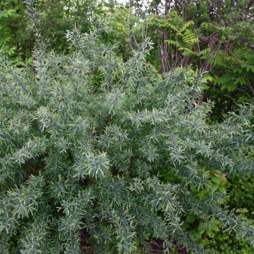 Salix purpurea Nana - Saule pourpre (Plant habit)