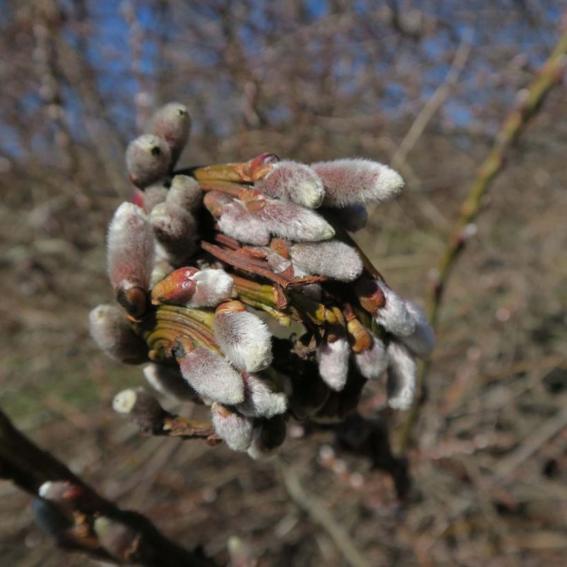 Salix sachalinensis Sekka - Saule de Sakhaline  (Flowering)