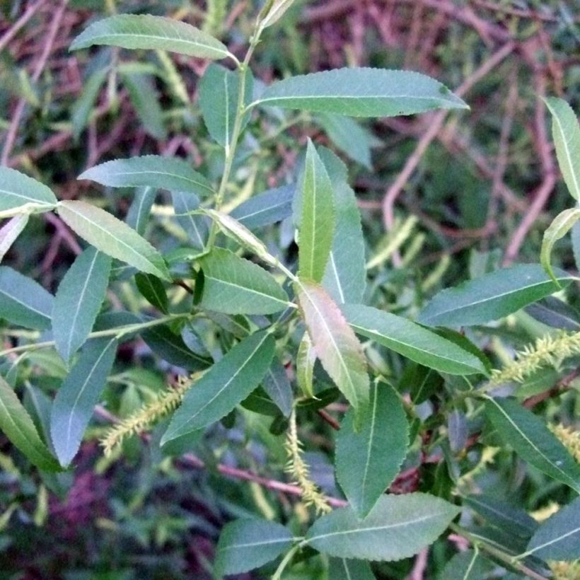 Salix triandra - Osier brun (Foliage)