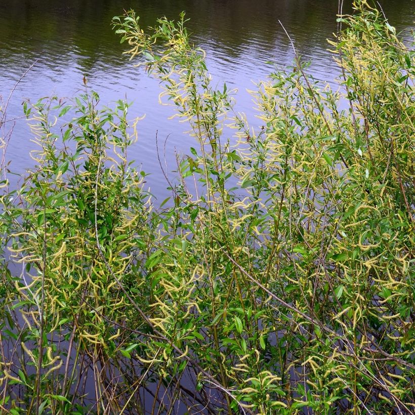 Salix triandra - Osier brun (Plant habit)