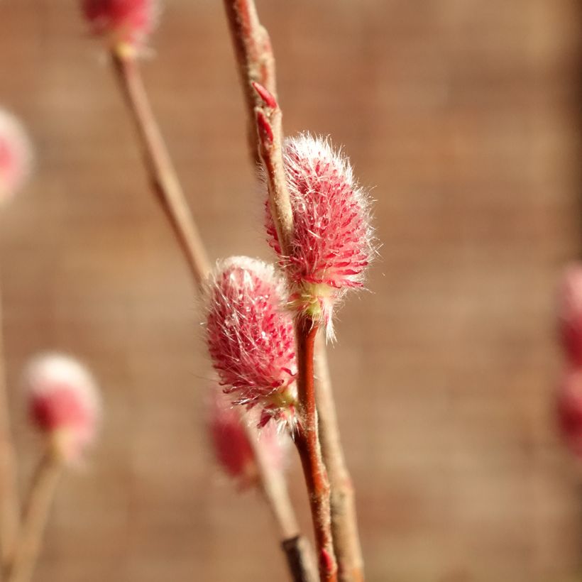 Salix chaenomeloides Mount Aso - Saule japonais (Flowering)