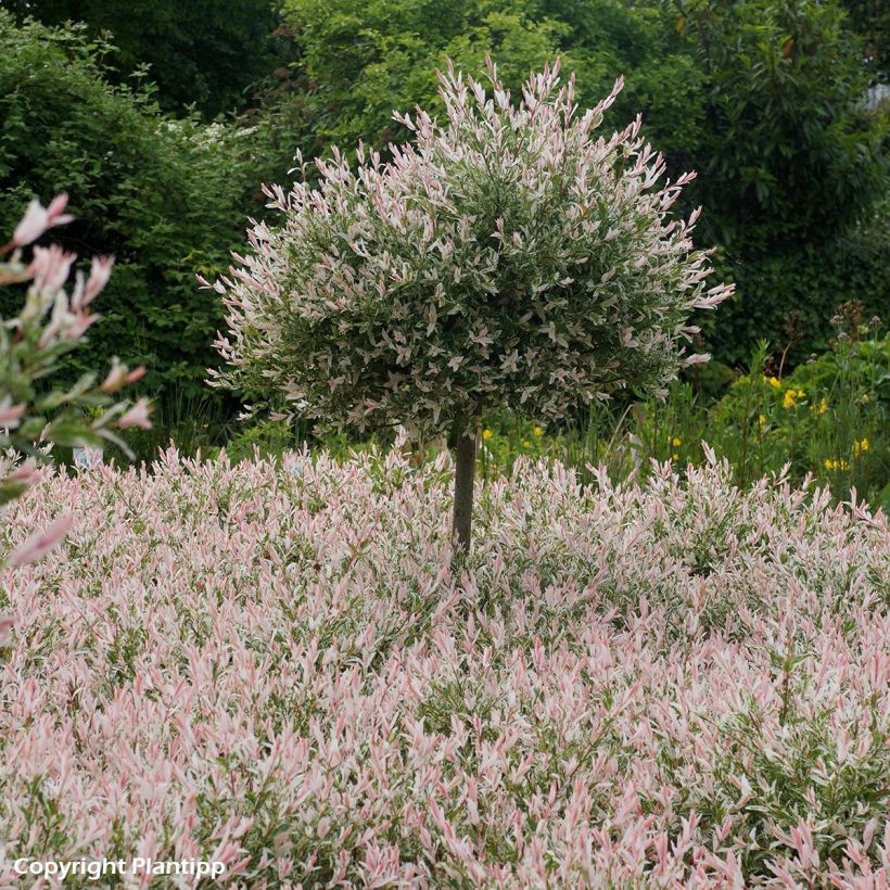 Saule crevette - Salix integra Flamingo (Plant habit)