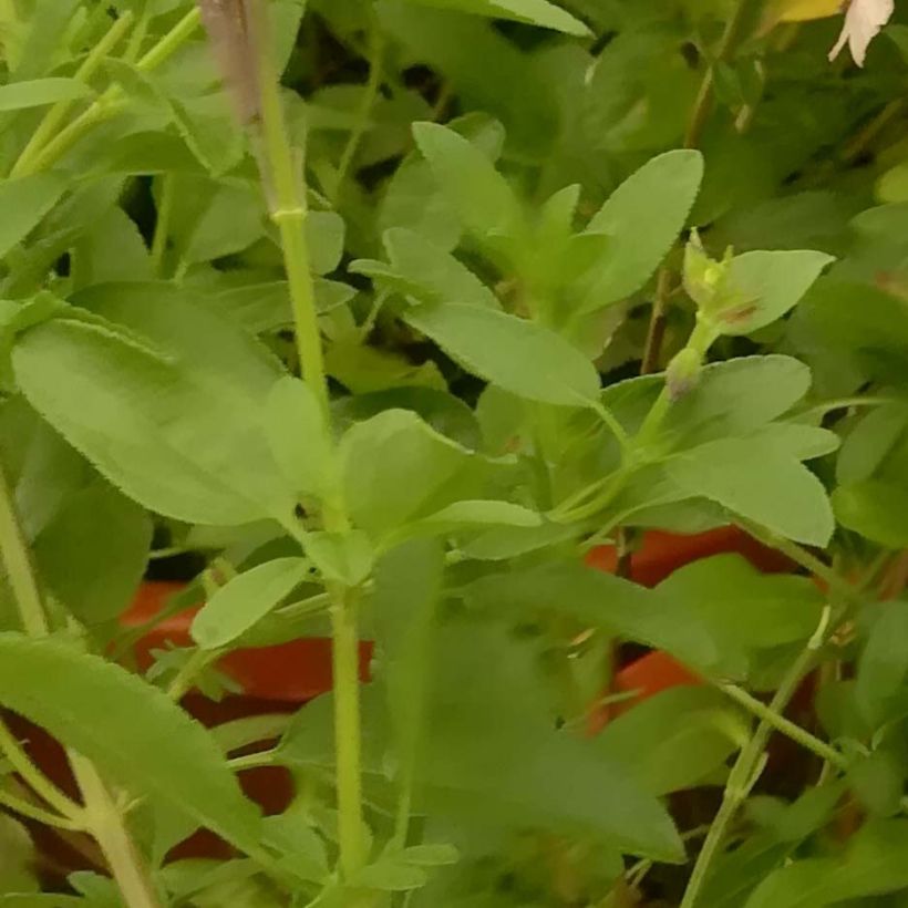 Salvia Delice Gold and Wine - sauge arbustive (Foliage)