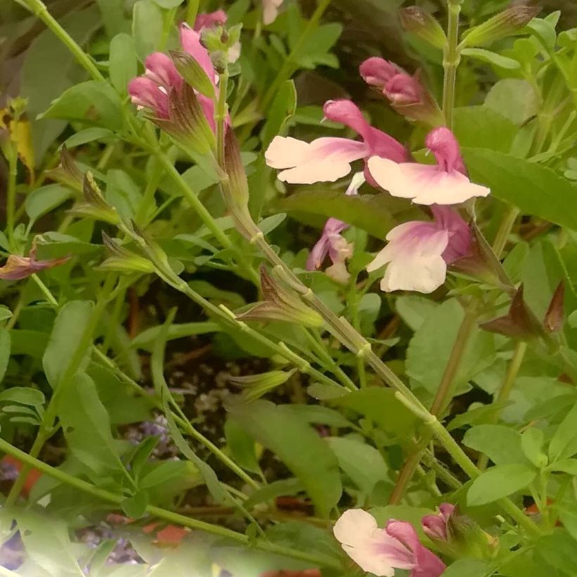 Salvia Delice Gold and Wine - sauge arbustive (Flowering)