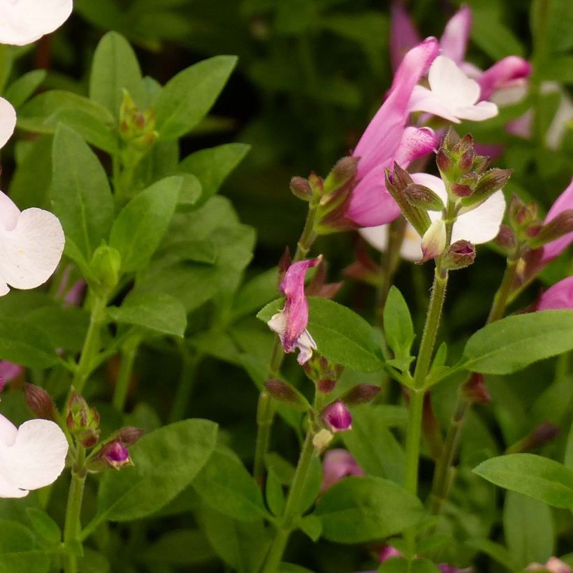 Salvia Dyson's Joy - Sauge arbustive (Foliage)