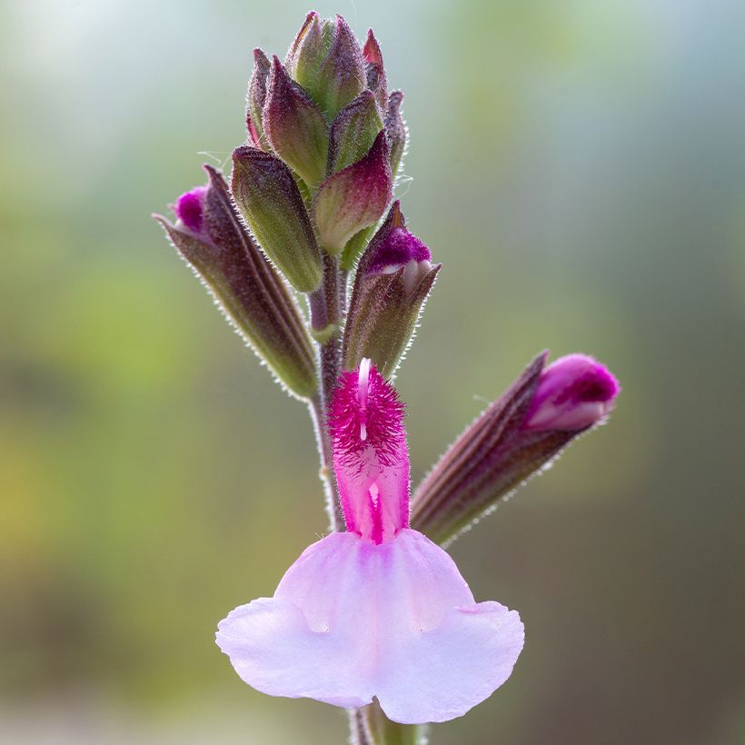Salvia Dyson's Joy - Sauge arbustive (Flowering)