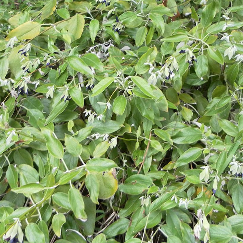 Sauge Cassis - Salvia discolor  (Foliage)