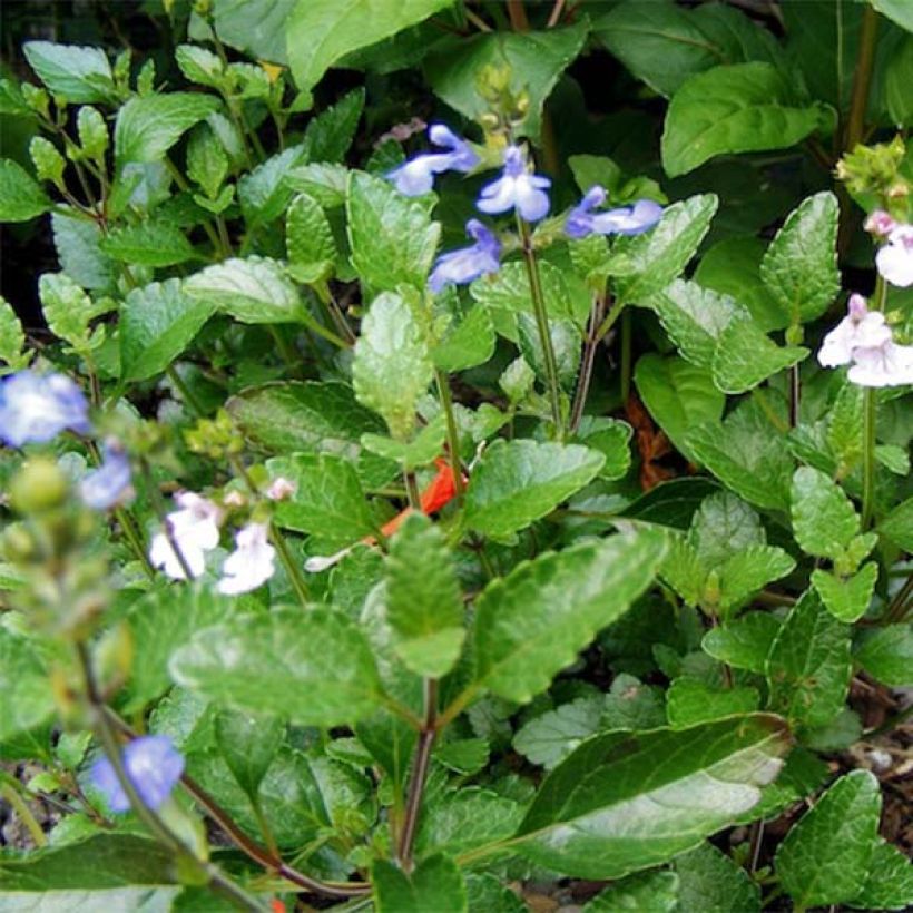 Sauge - Salvia forreri (Foliage)