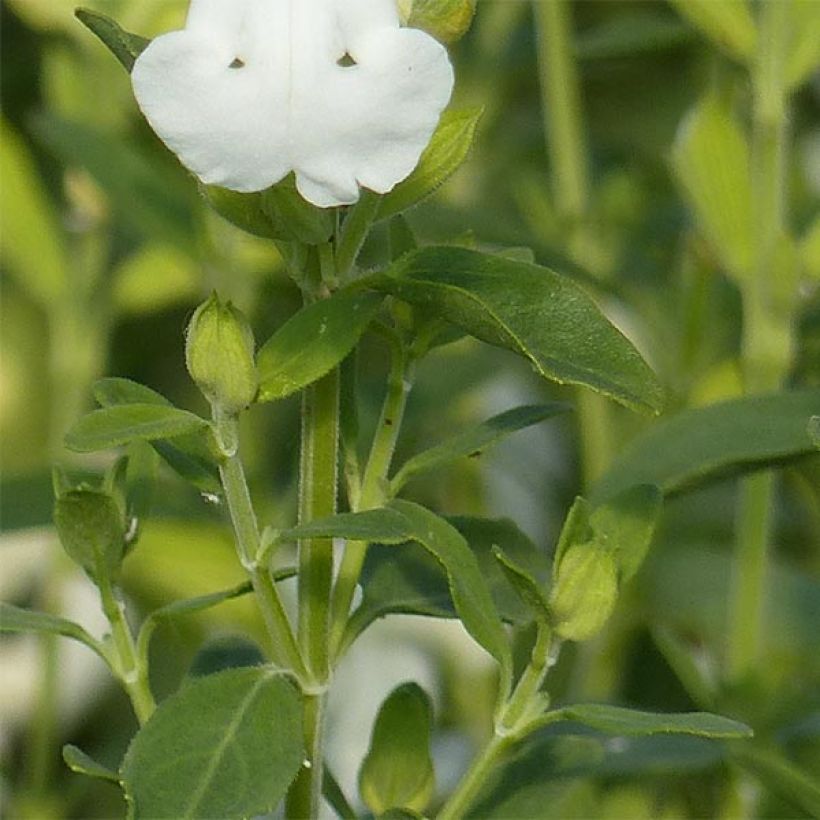 Sauge arbustive - Salvia greggii Alba (Foliage)