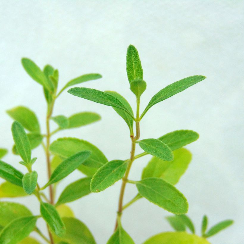 Sauge arbustive Violette de Loire - Salvia jamensis (Foliage)