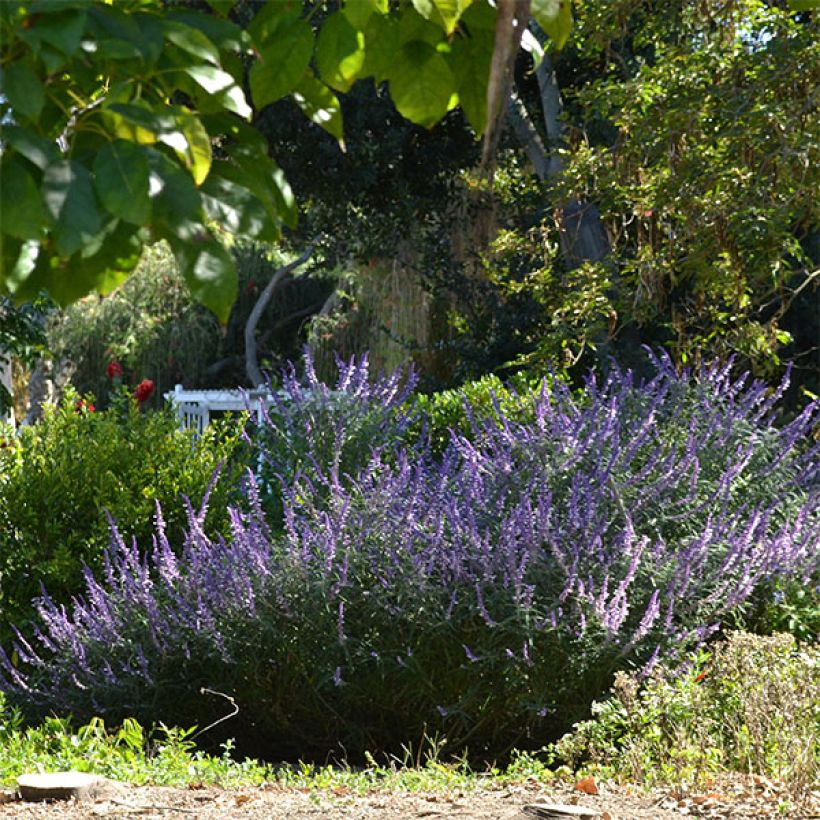 Sauge - Salvia leucantha (Plant habit)