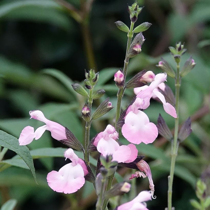 Salvia microphylla Anduus - sauge arbustive (Flowering)