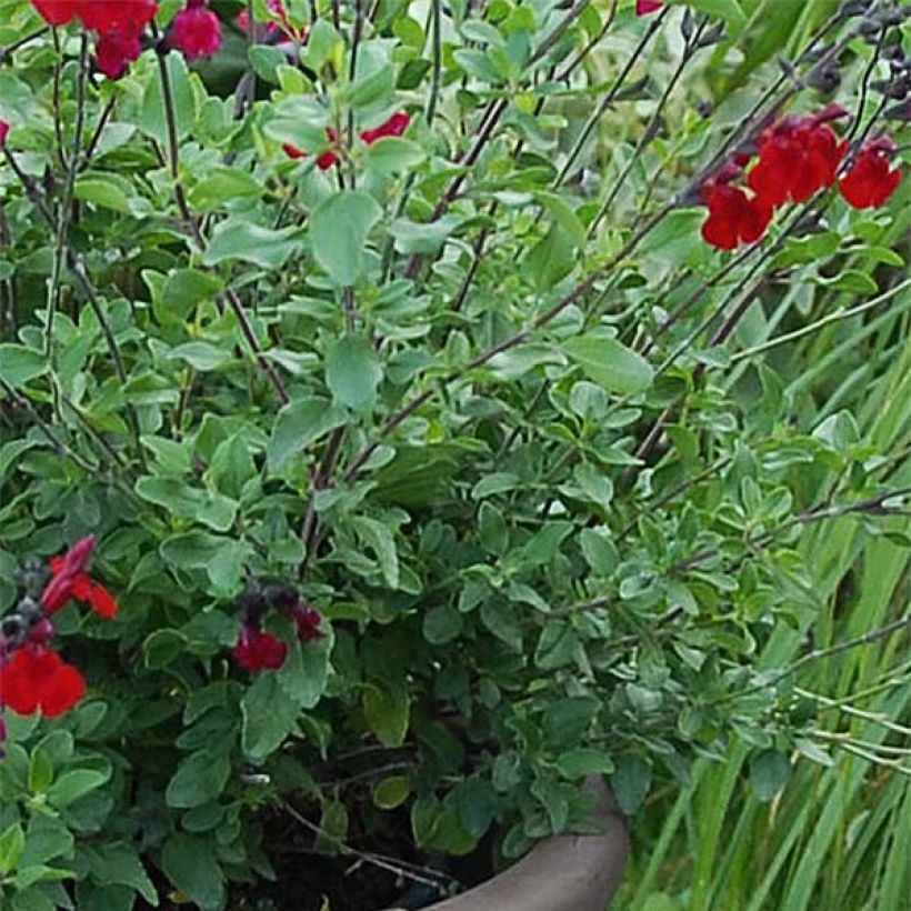 Sauge arbustive Reve Rouge - Salvia jamensis (Foliage)