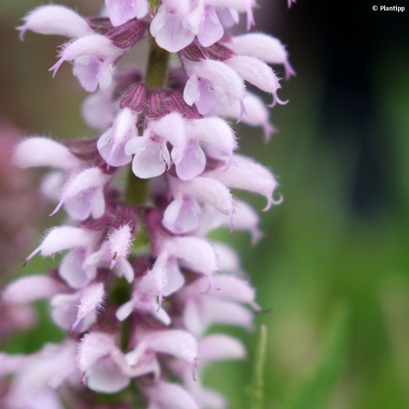 Salvia nemorosa Feathers Flamingo - Sauge des bois  (Flowering)