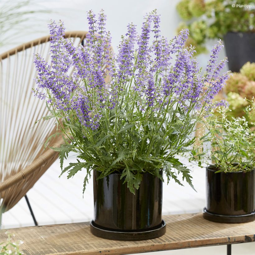 Salvia Feathers Peacock - Sauge hybride (Plant habit)