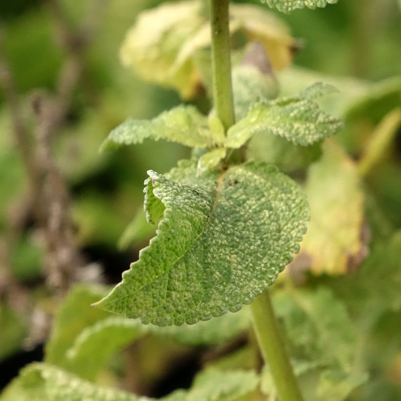 Salvia nemorosa Marcus Haeumanarc - Sauge des bois (Foliage)