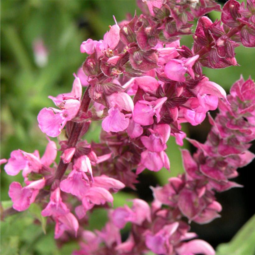 SALVIA nemorosa Rose Queen (Rosakönigin) - Sauge des bois  (Flowering)