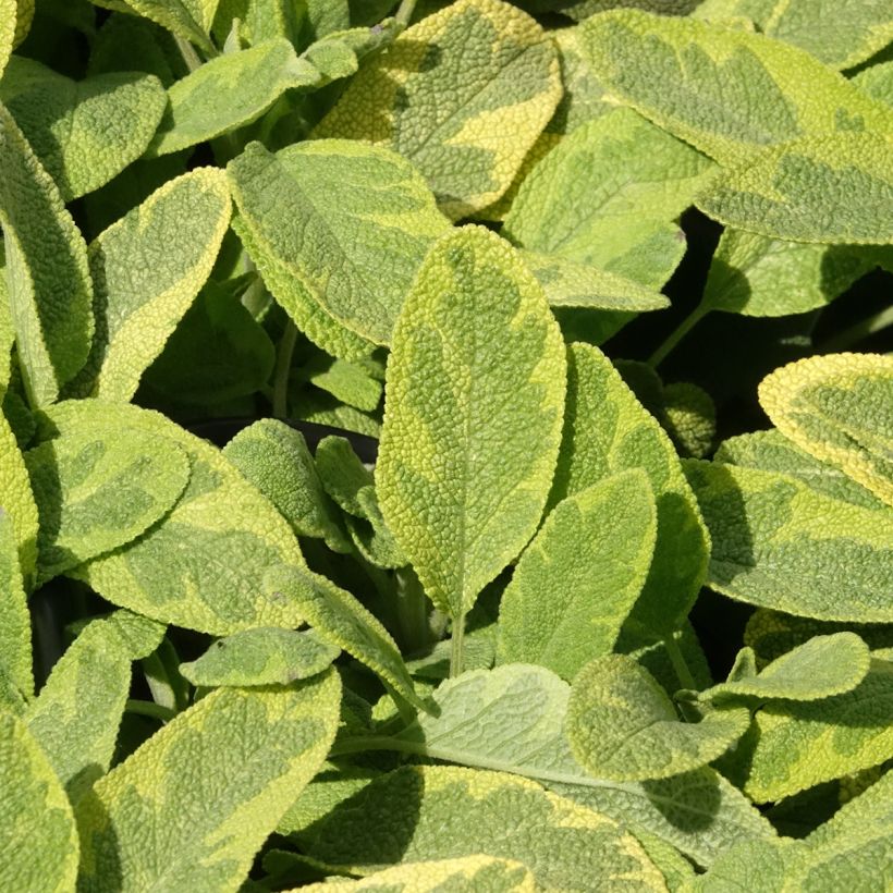 Salvia officinalis Aurea - Sauge officinale Aurea (Foliage)