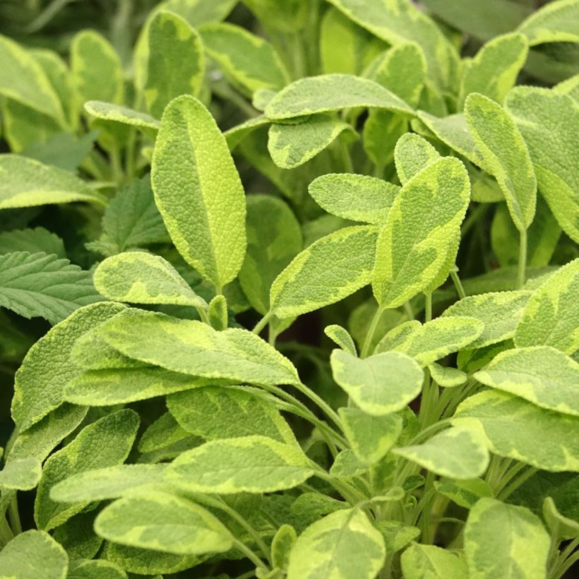 Salvia officinalis Icterina - Sauge officinale Icterina (Foliage)