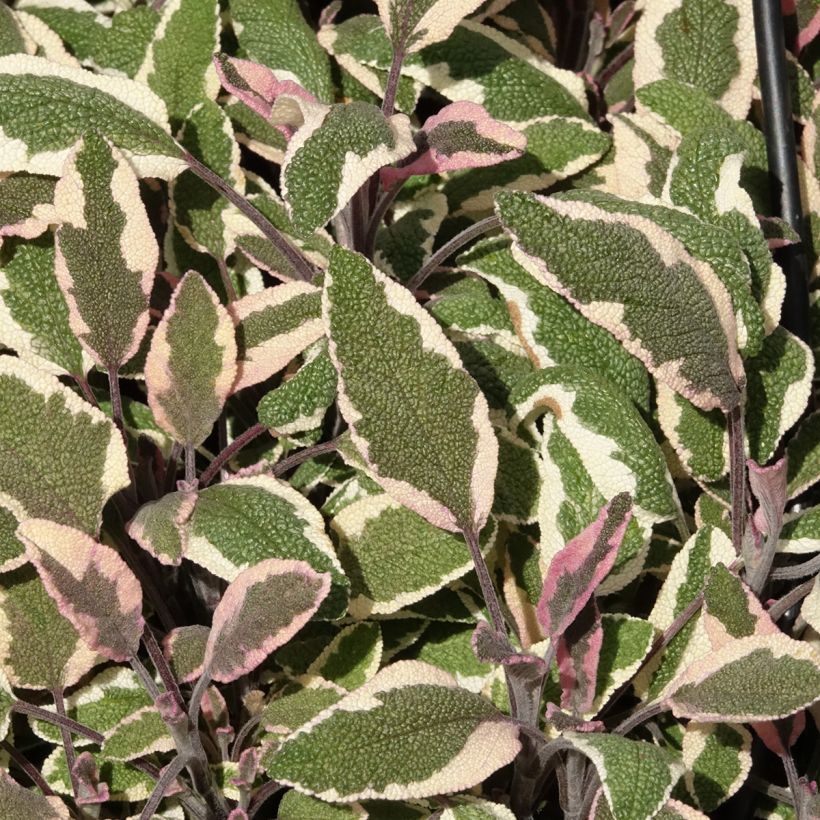 Sauge officinale Tricolor - Salvia officinalis (Foliage)