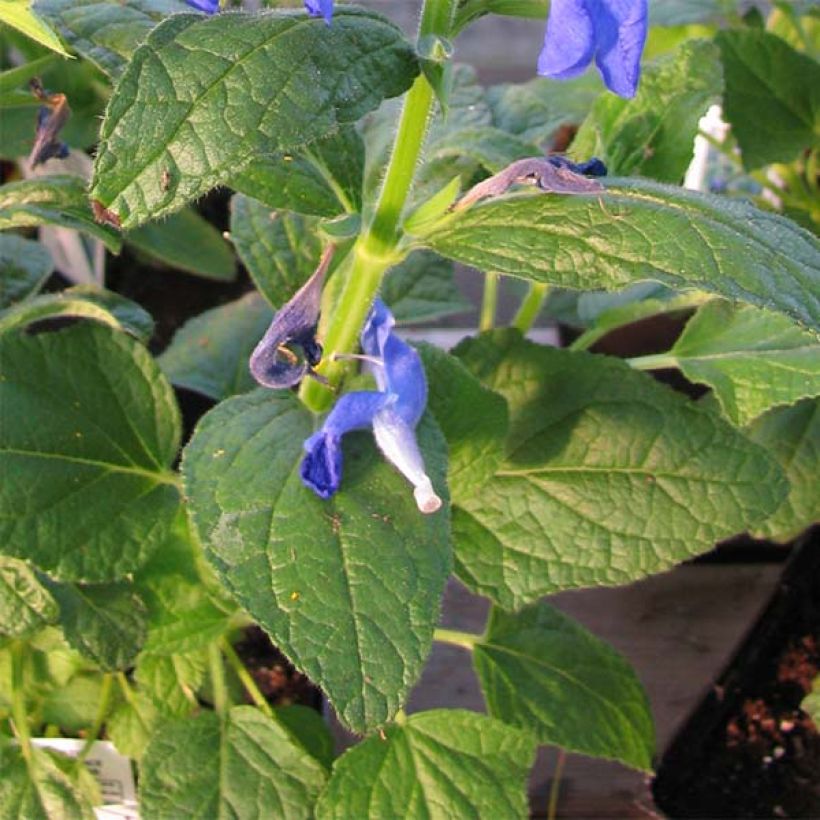 Salvia patens - Sauge gentiane (Foliage)
