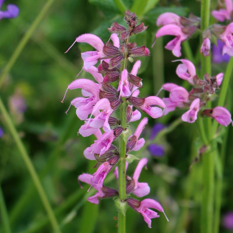 Salvia pratensis Rose Rhapsody - Sauge des près (Flowering)
