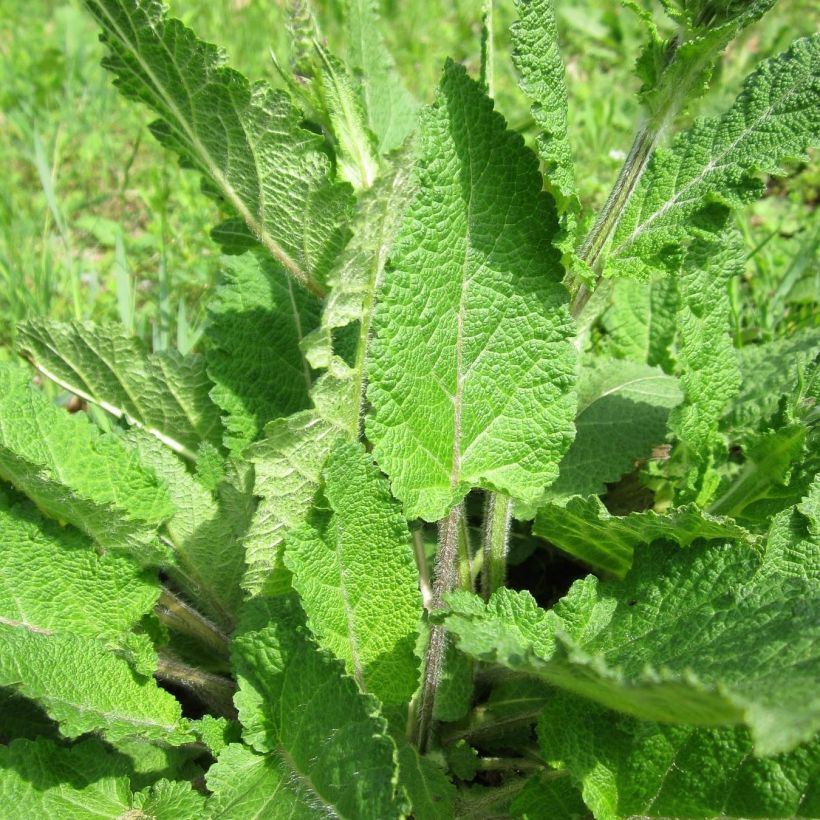 Salvia pratensis Twilight Serenade - Sauge des près (Foliage)