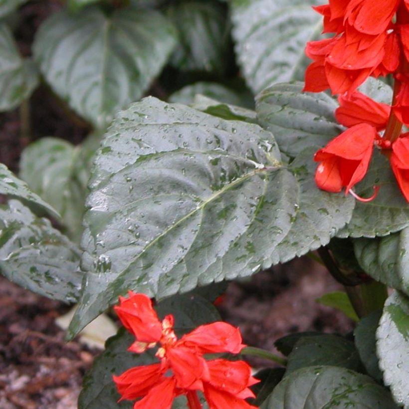 Sauge splendens Carambita (Foliage)