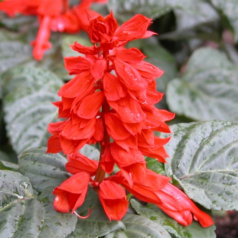Sauge splendens Carambita (Flowering)